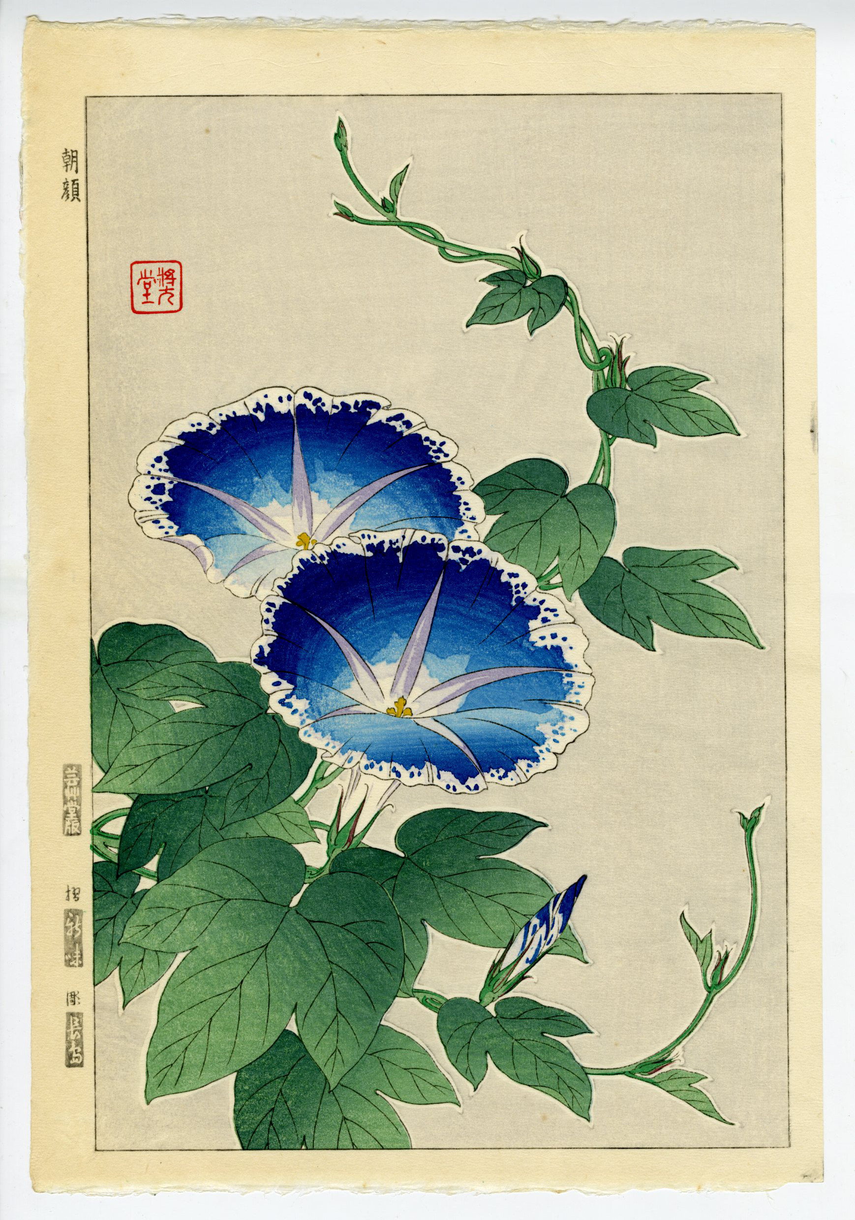 F008 牡丹 – 芸艸堂