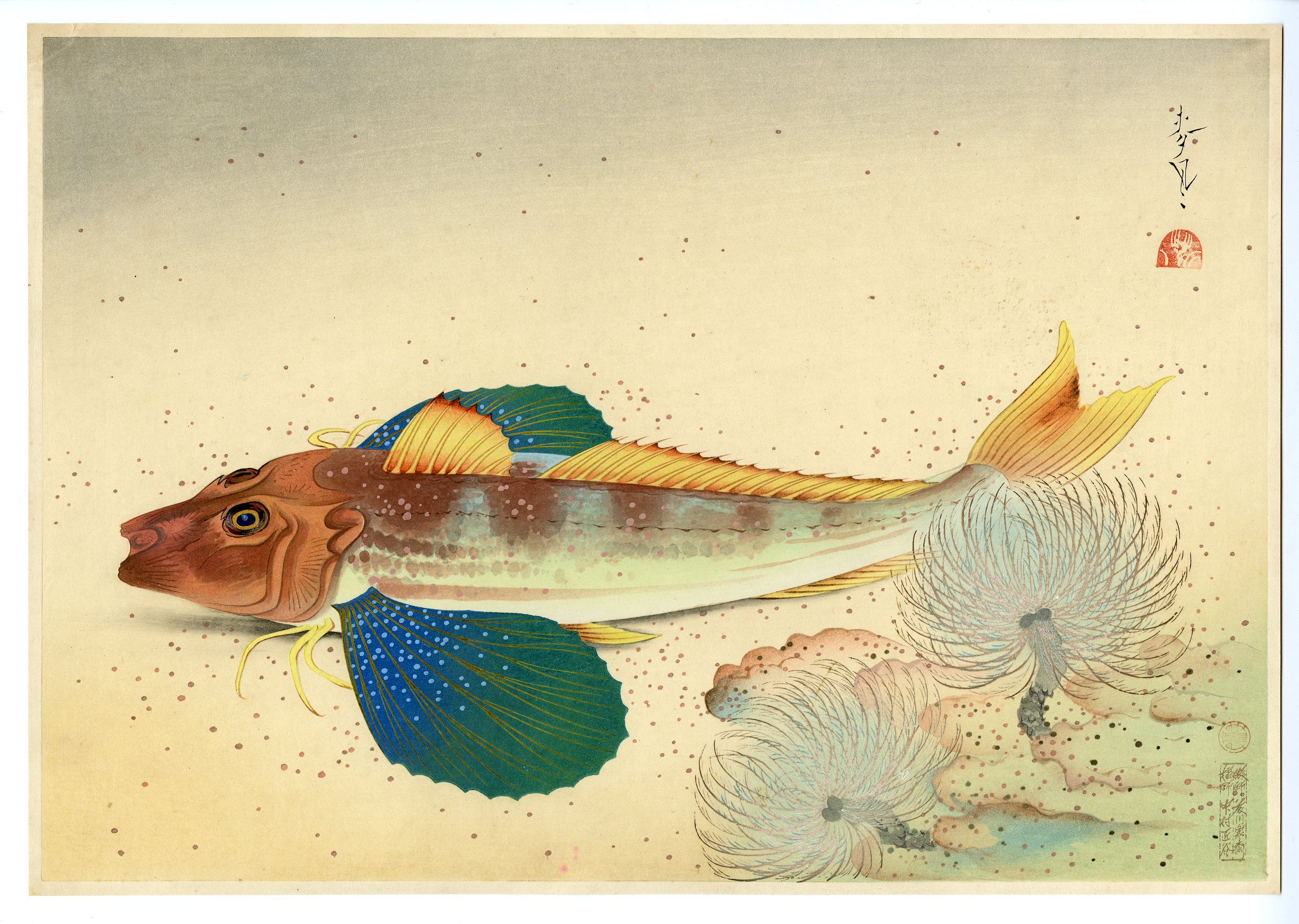 大野麦風(おおのばくふう) - 大日本魚類画集 ホウボウ - 新版画販売 