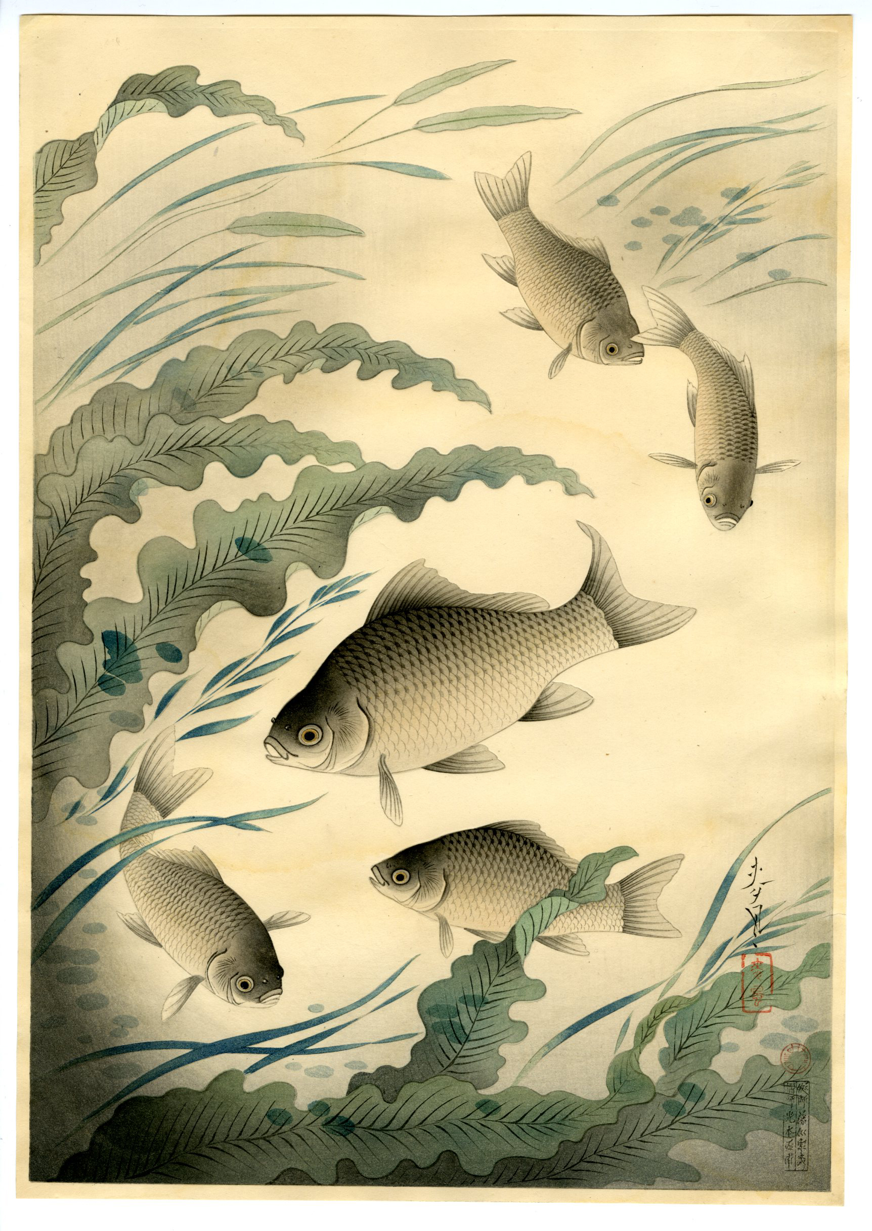 大野麦風(おおのばくふう) - 大日本魚類画集 フナ - 新版画販売 