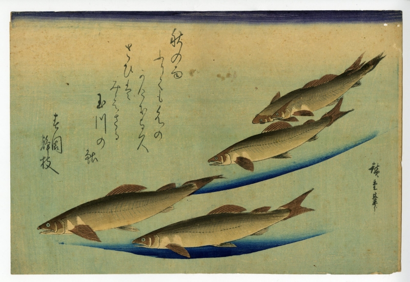 広重(ひろしげ) - 魚づくし 鮎 - 浮世絵販売 - 浮世絵ぎゃらりい秋華洞