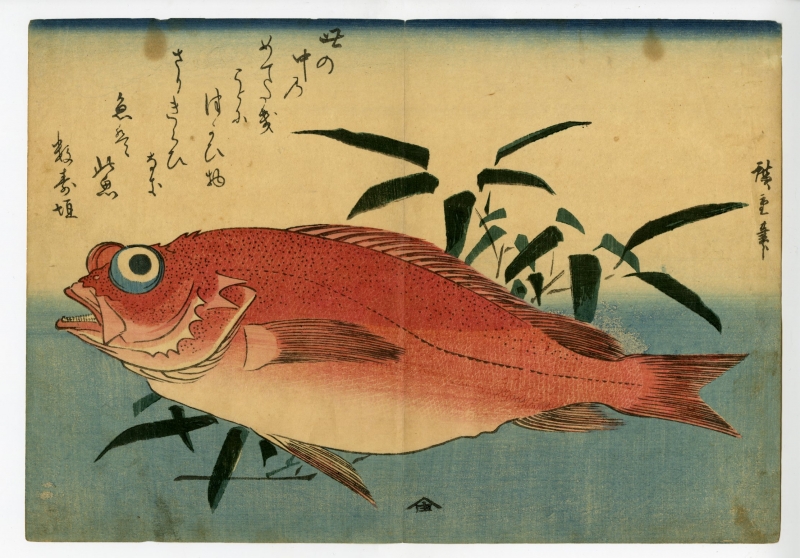 広重 ひろしげ 魚づくし 赤魚に笹葉 浮世絵販売 浮世絵ぎゃらりい秋華洞