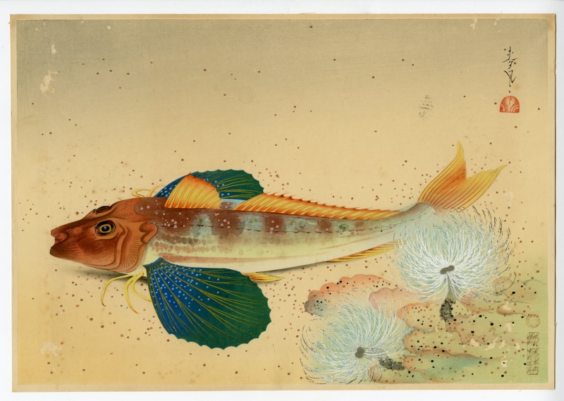 大野麦風 おおのばくふう 大日本魚類画集 ホウボウ 新版画販売 浮世絵ぎゃらりい秋華洞