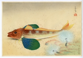 大野麦風(おおのばくふう) - 大日本魚類画集 ホオボオ - 新版画販売 - 浮世絵ぎゃらりい秋華洞