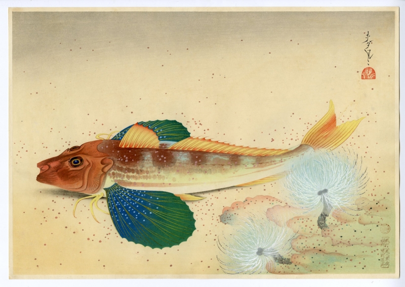 大野麦風(おおのばくふう) - 大日本魚類画集 ホオボオ - 新版画販売 